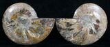 Split Ammonite Pair - Crystal Lined #5950-2